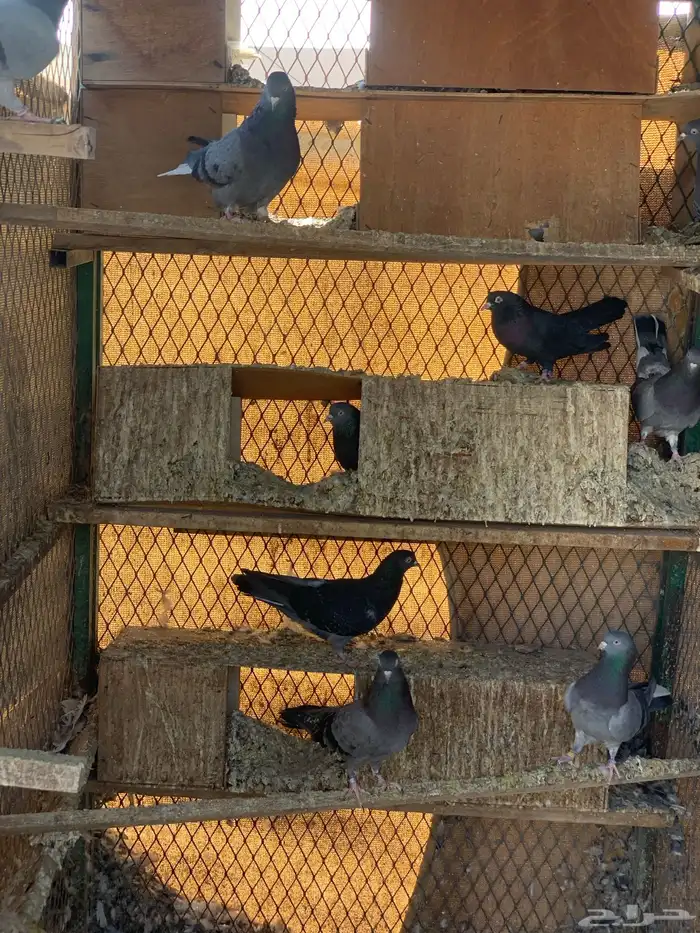 حمام قطايف 14