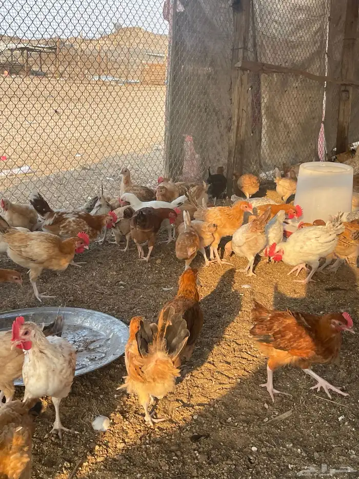 بيض  صوص   دجاج وديوك للبيع 6