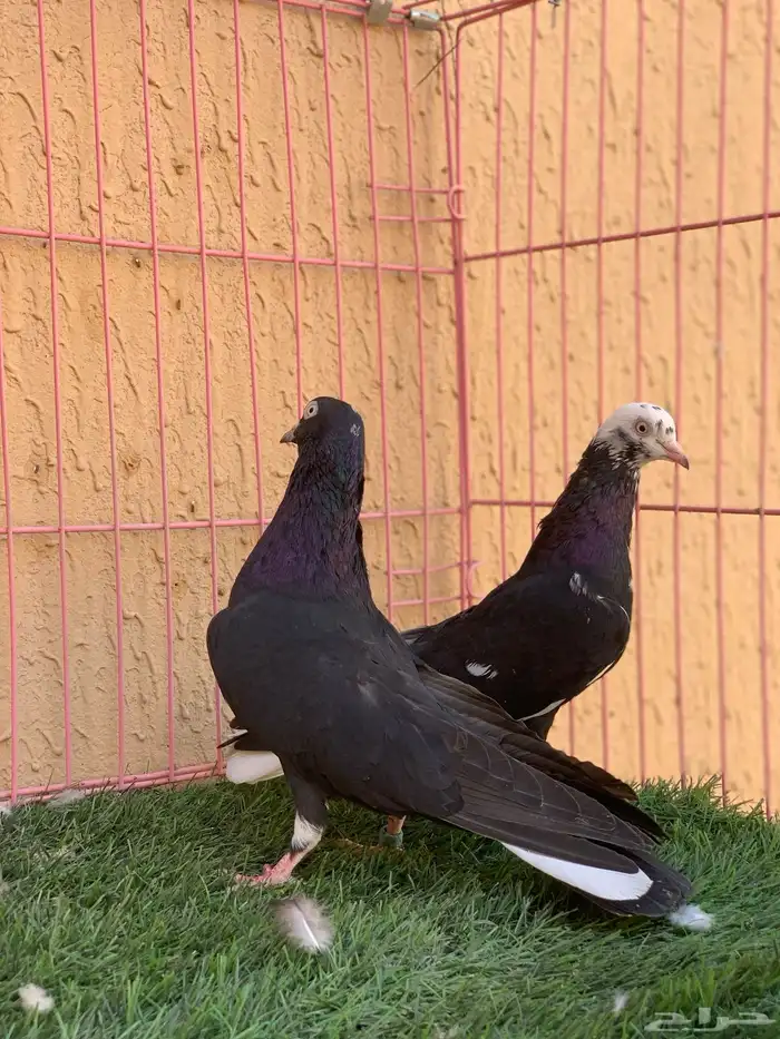 حمام قطايف 26