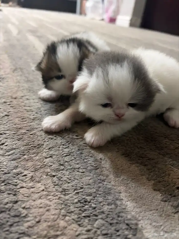 للحجز قطط سكوتش ذكر و انثى 3