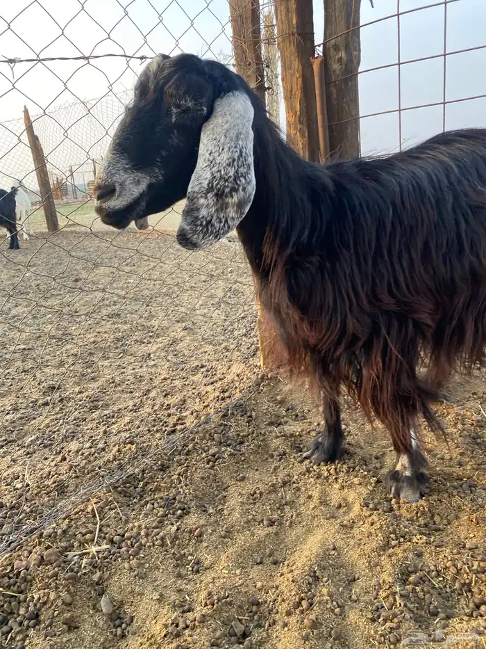 عنز حليب للبيع 6