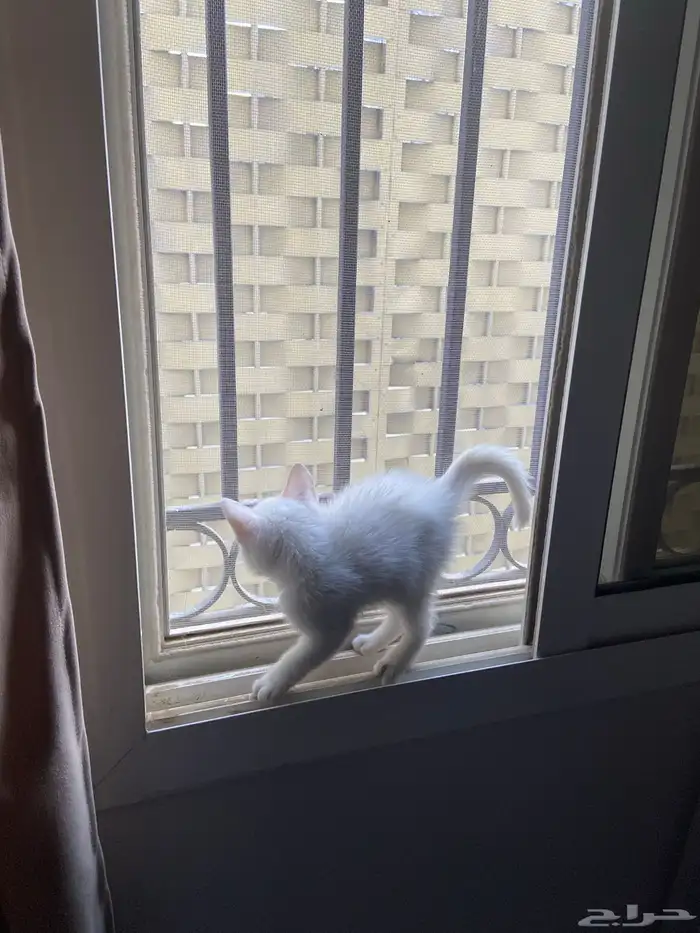 قط شيرازي عمره شهريين 0