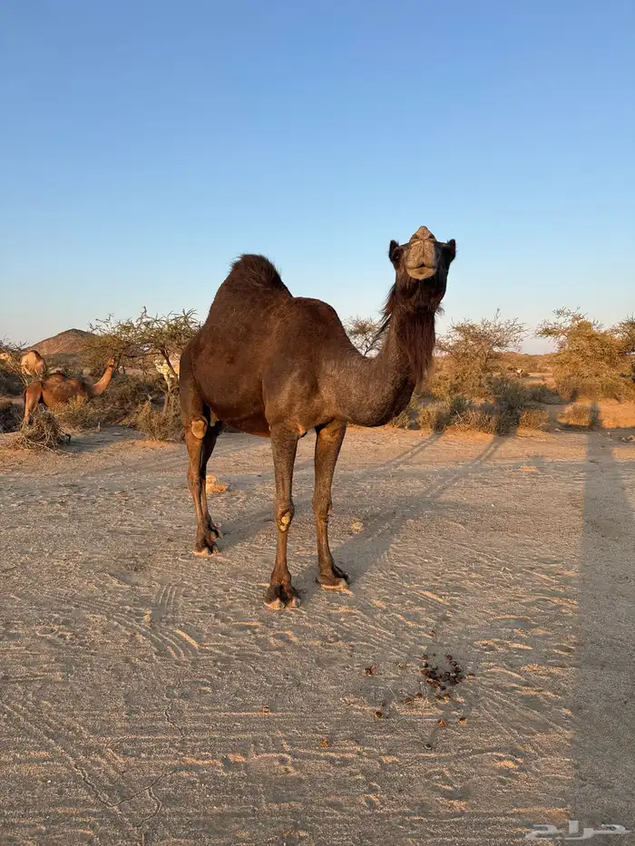 ناقه حايل ردوم للبيع 2