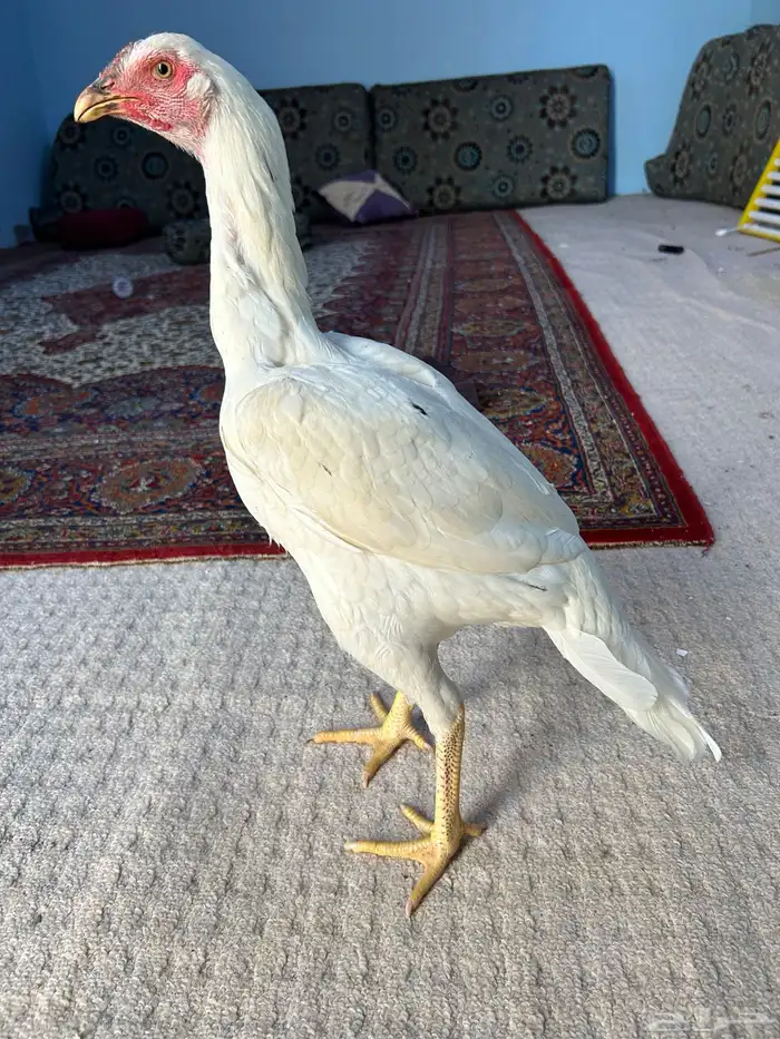 دجاج (باكستاني ) سندي 5