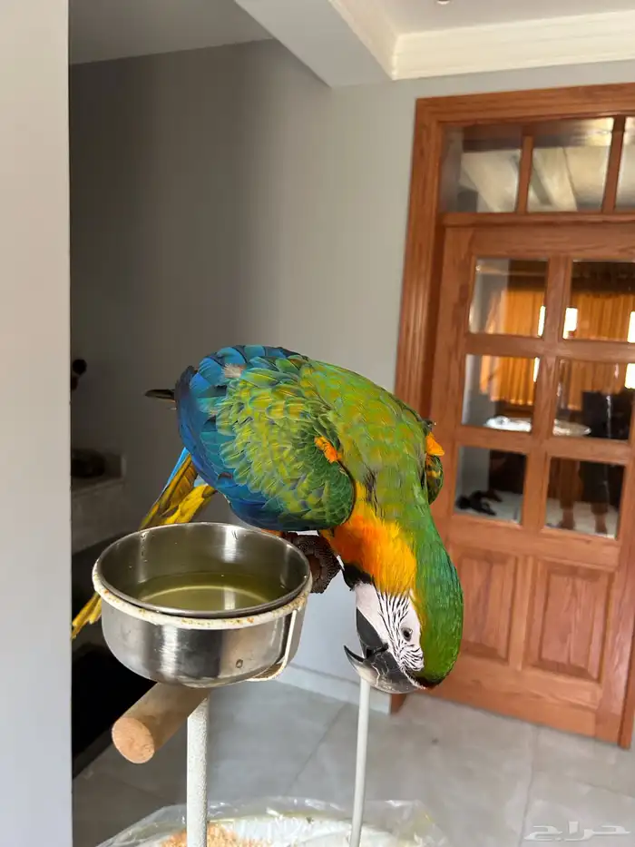 كتالينا مكاو صبغه قويه 0