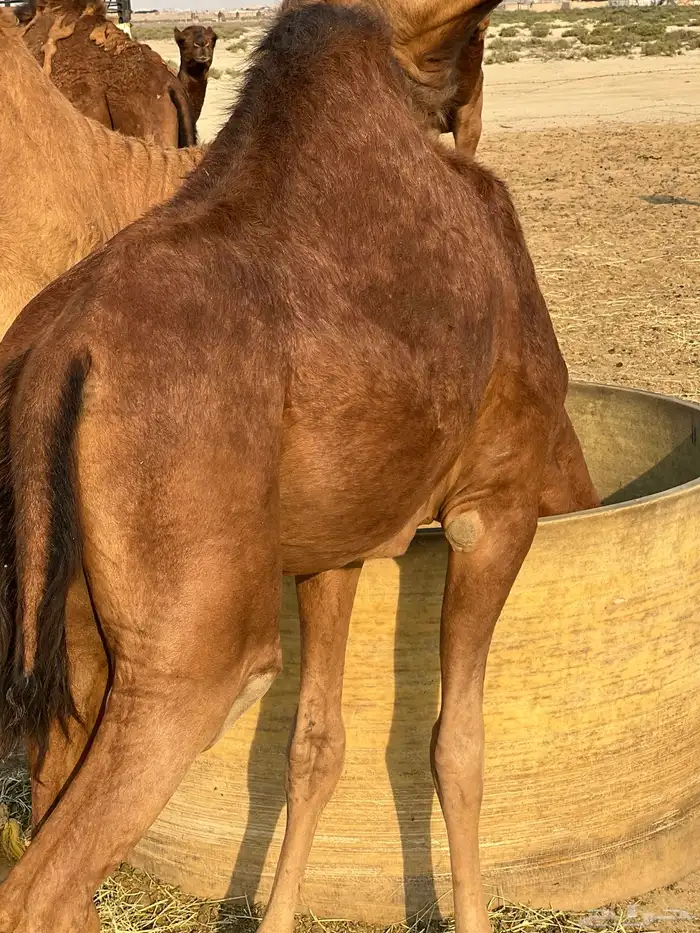 قعدان للبيع 1