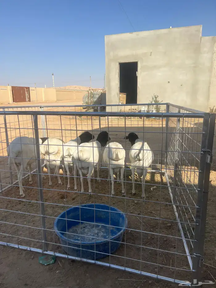 برابر طيبه ضرماء 1