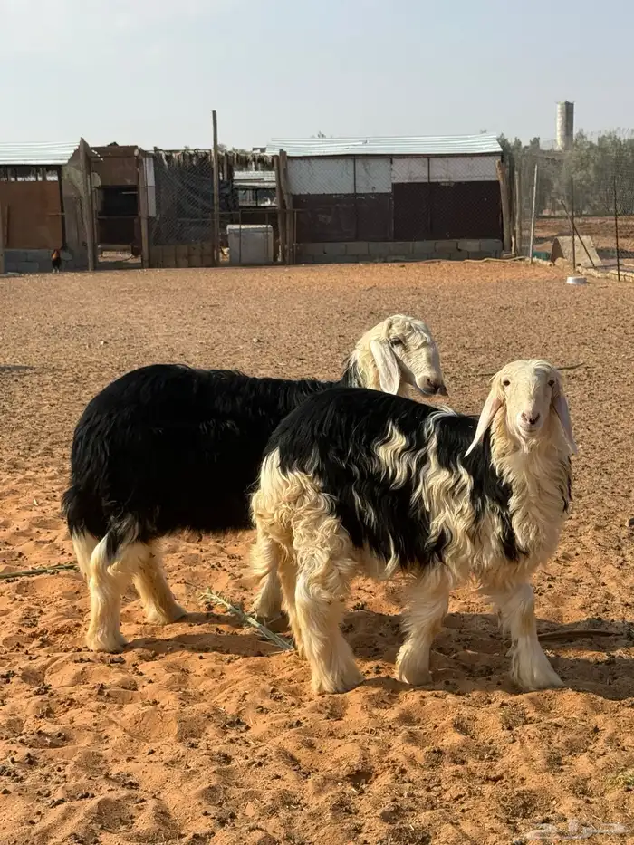 نجد ( رخال ) 1