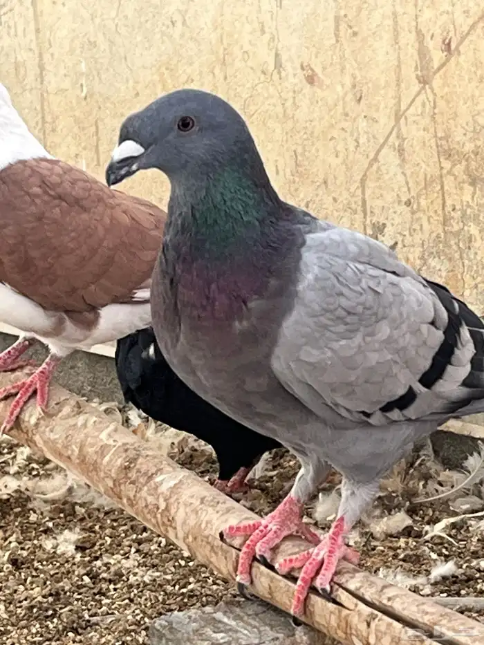 حمام كنج كنق و هومر 4