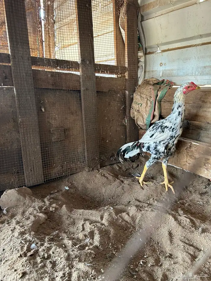 دجاج (باكستاني ) سندي 3