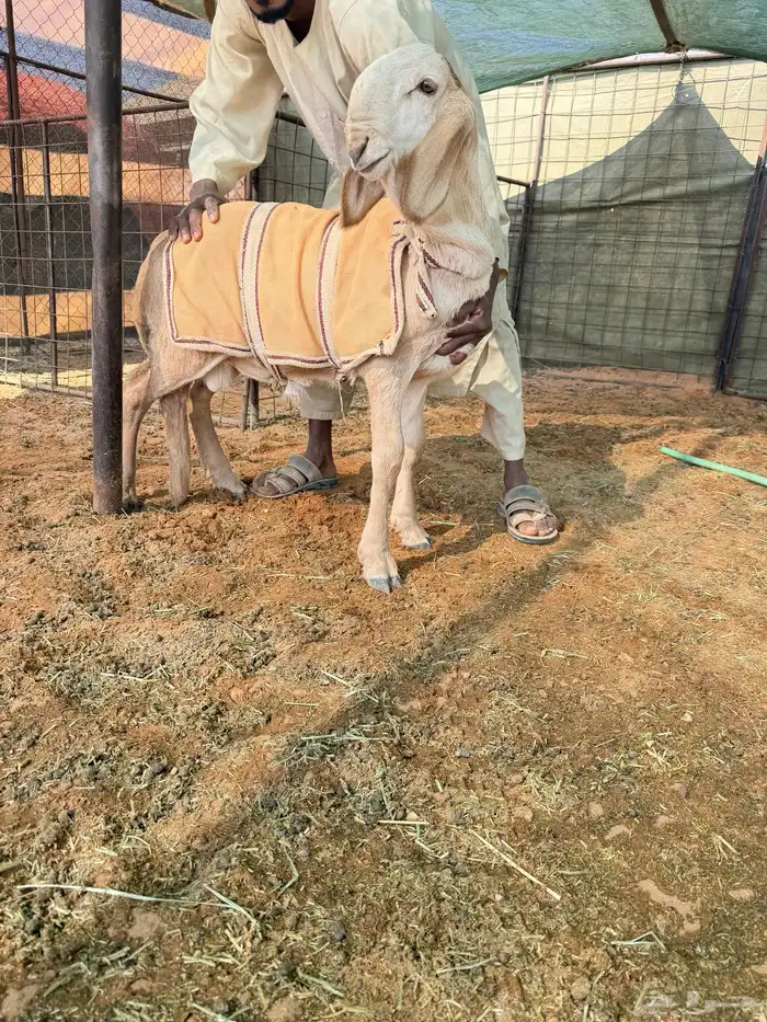 مشروع فحل ساكني معرف 0