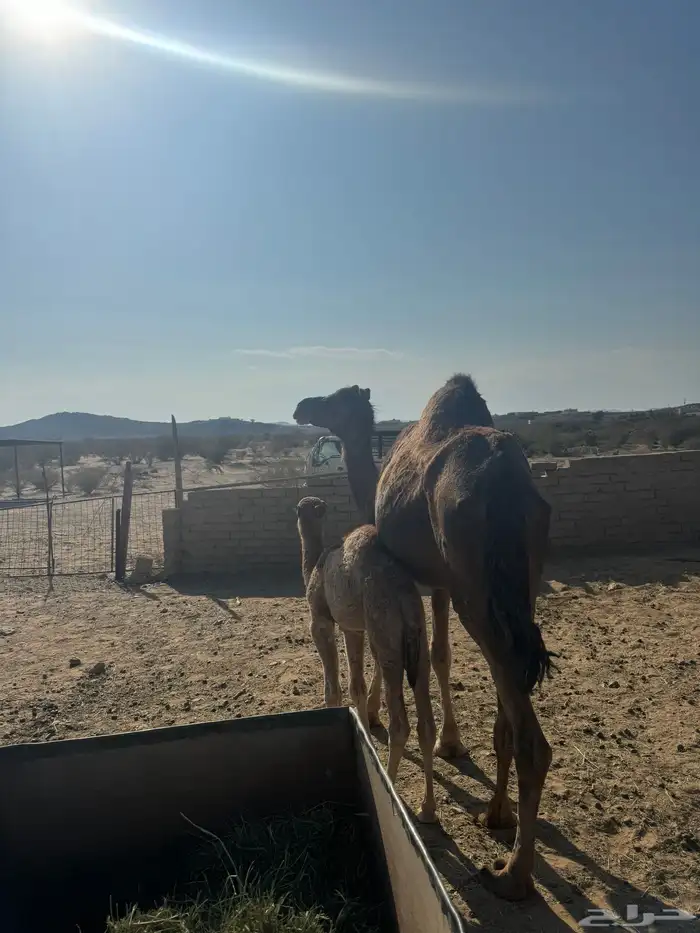 خلفه مصغر حمرا دهما ساحليه 2