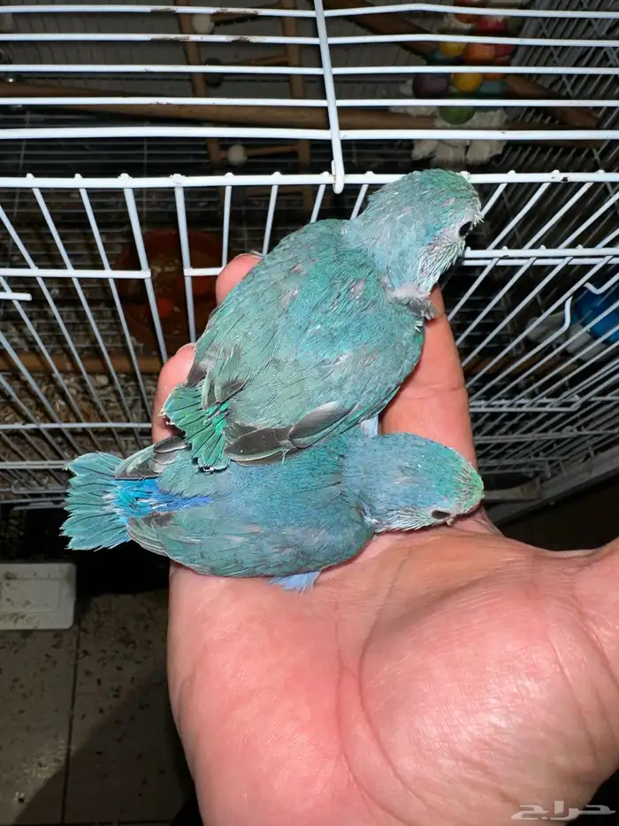 مسني روز بارتوليت 3