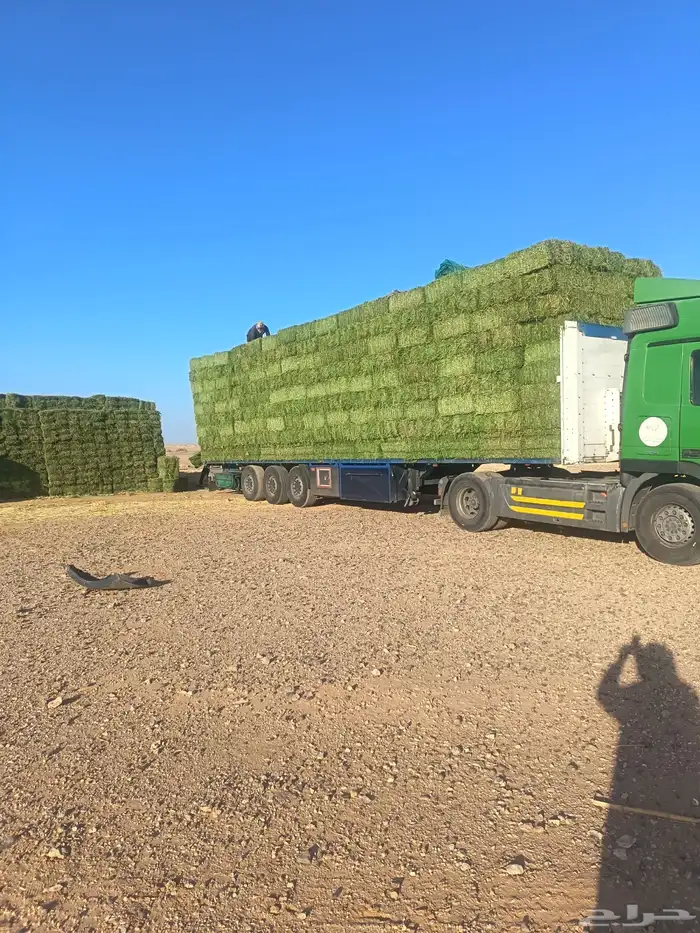 برسيم صافي شد شركة 4