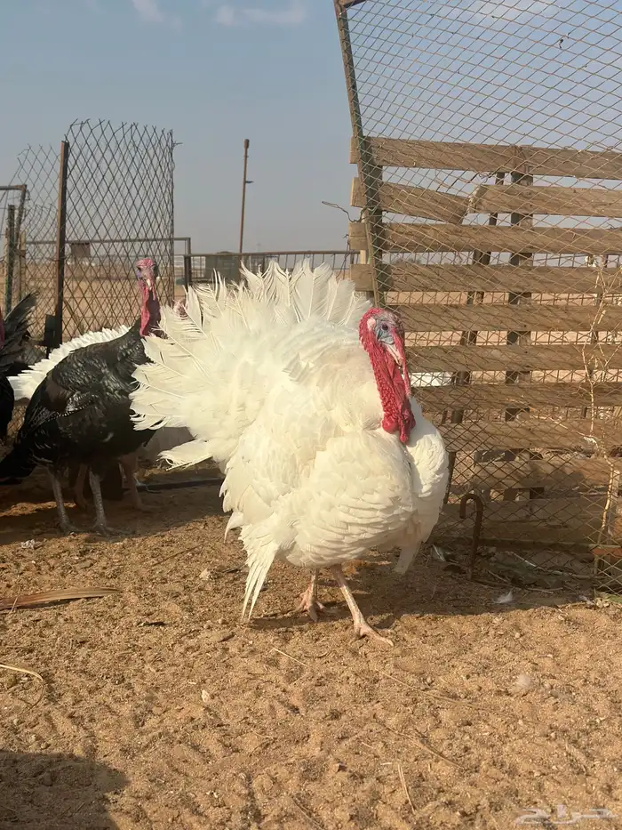 دجاج رومي 10