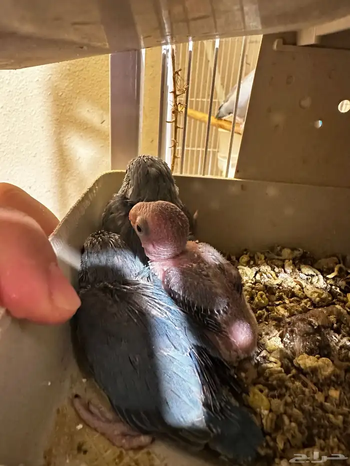 مسني روز بارتوليت 4