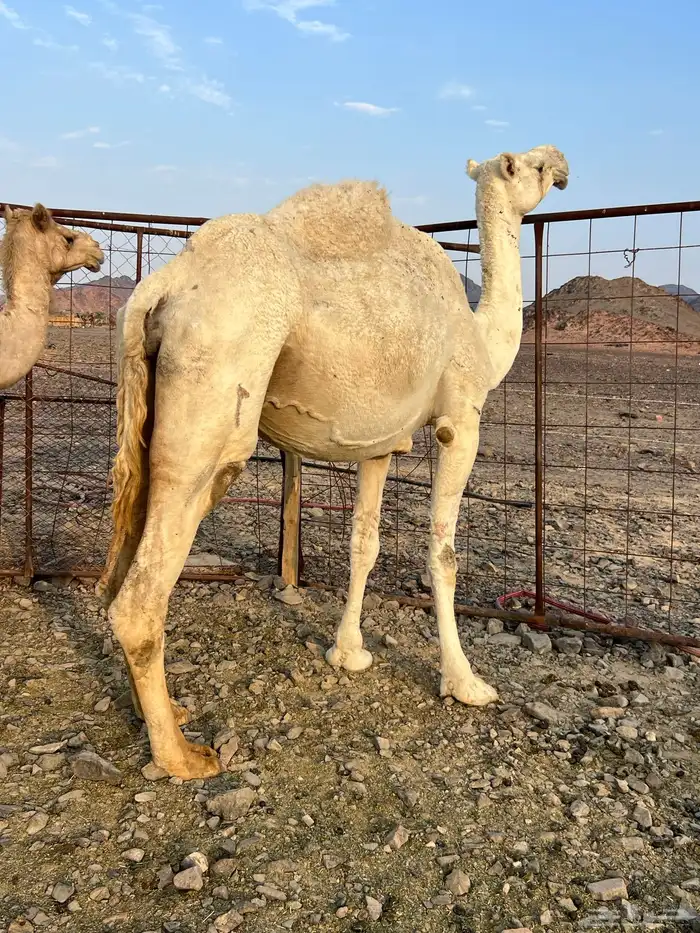 لقحه وضحاء ملاقي كفو ب 7500 تم البيع 3