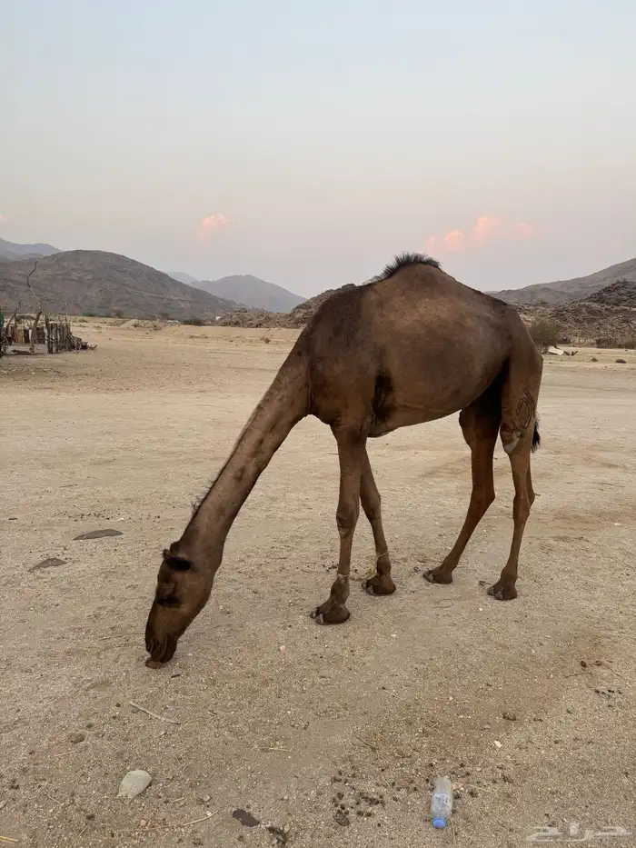 بكرة للبيع 0