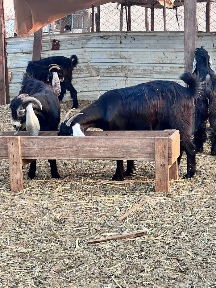 جفرات عوارض كايفه 10