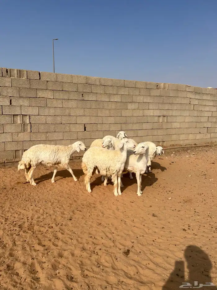 رخال حريات 8 شهور 1