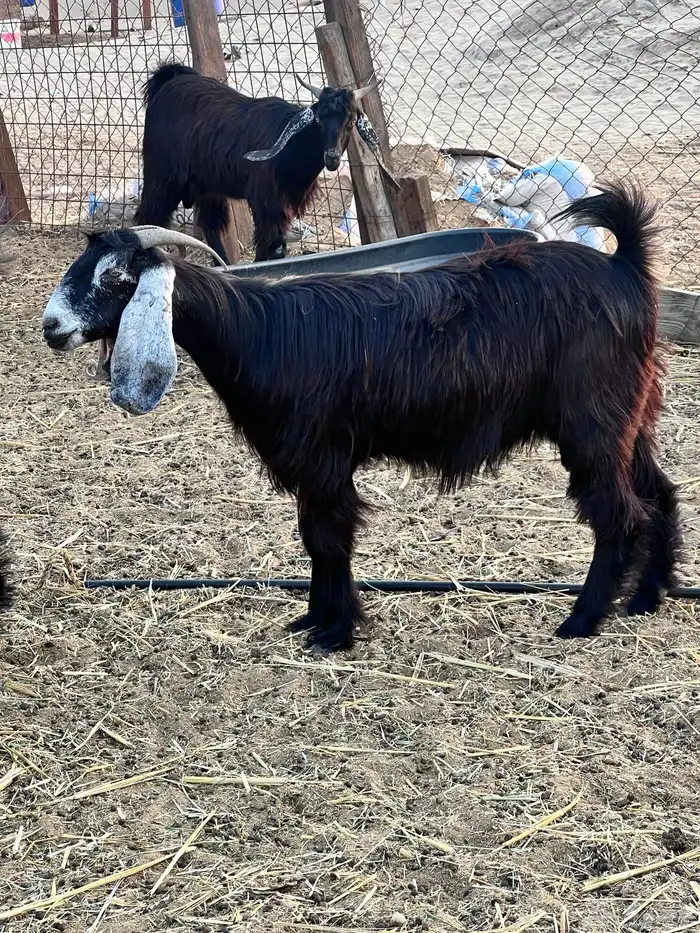 جفرات عوارض كايفه 4