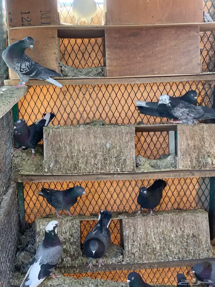 حمام قطايف 17