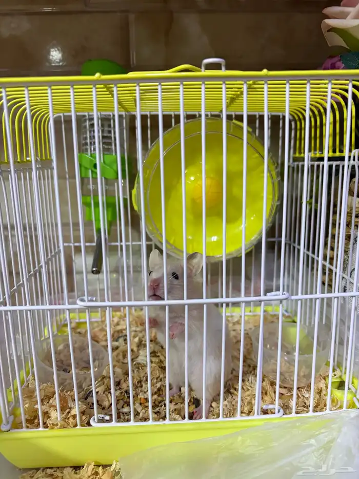 هامستر سوري للتبني 2