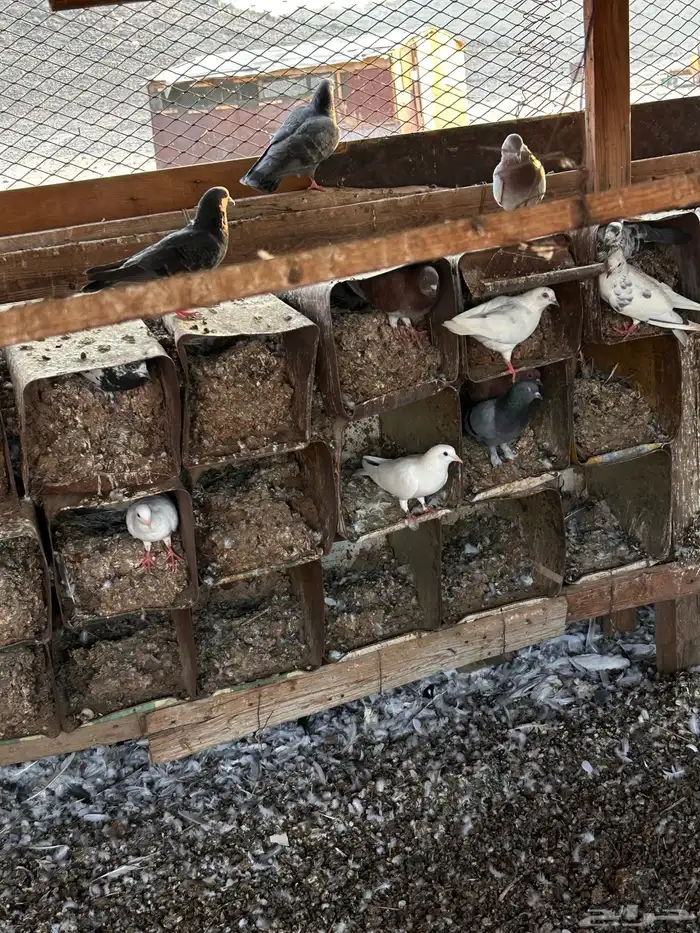 حمام بلدي للبيع 0