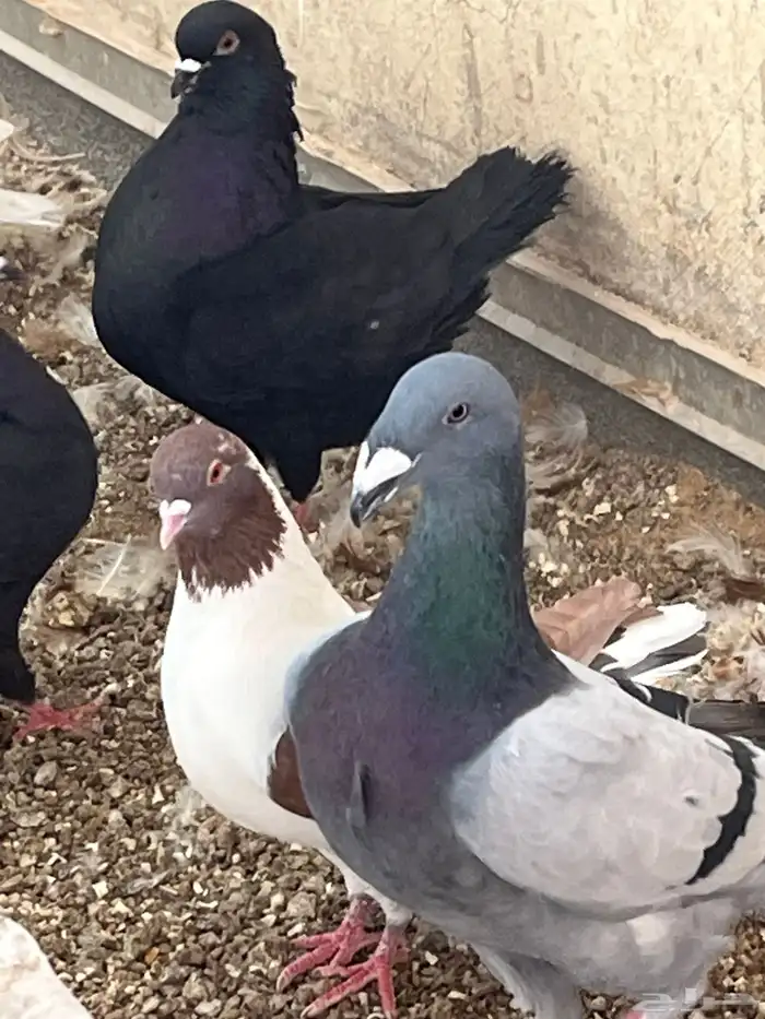 حمام كنج كنق و هومر 1