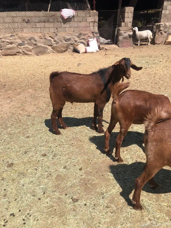 تيس جذع فحل حار 3