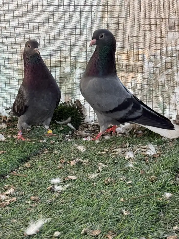 للبيع جوز قطايف تب وهذا فديو مطير الانثي 2