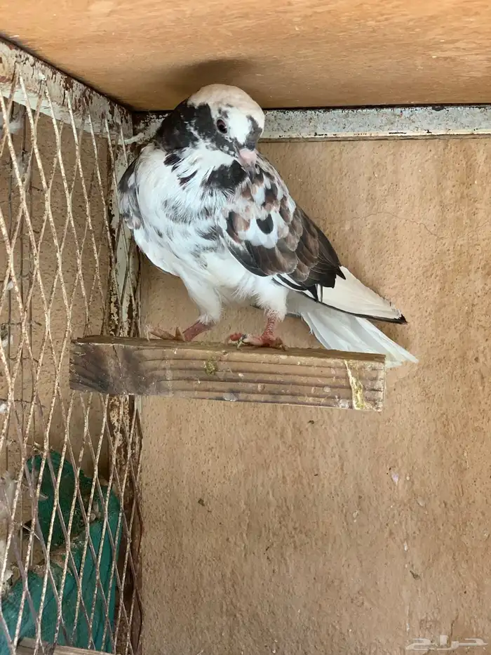 حمام قطايف 30