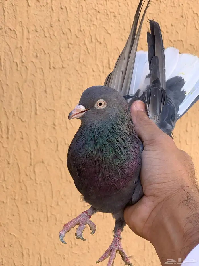 حمام قطايف 4