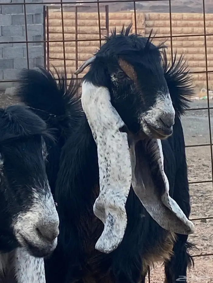 معزا عوارض جفار صنف تمم البيع 9