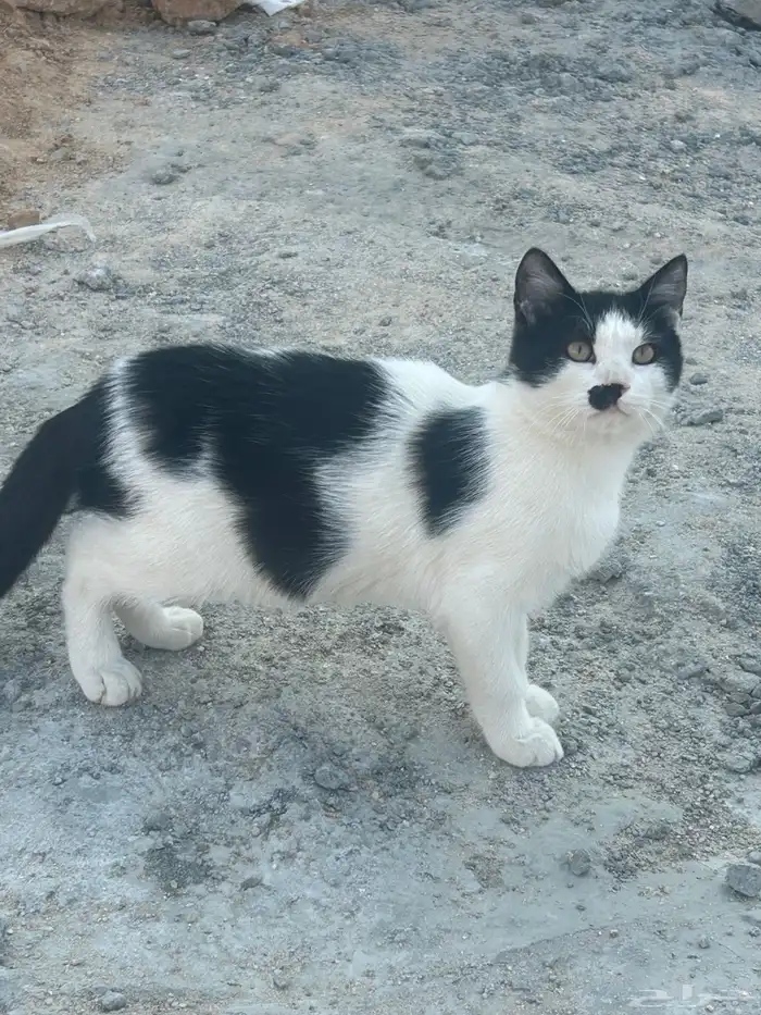 محبات للعب .. أكل البيت .. من بغاهم مجانا 0