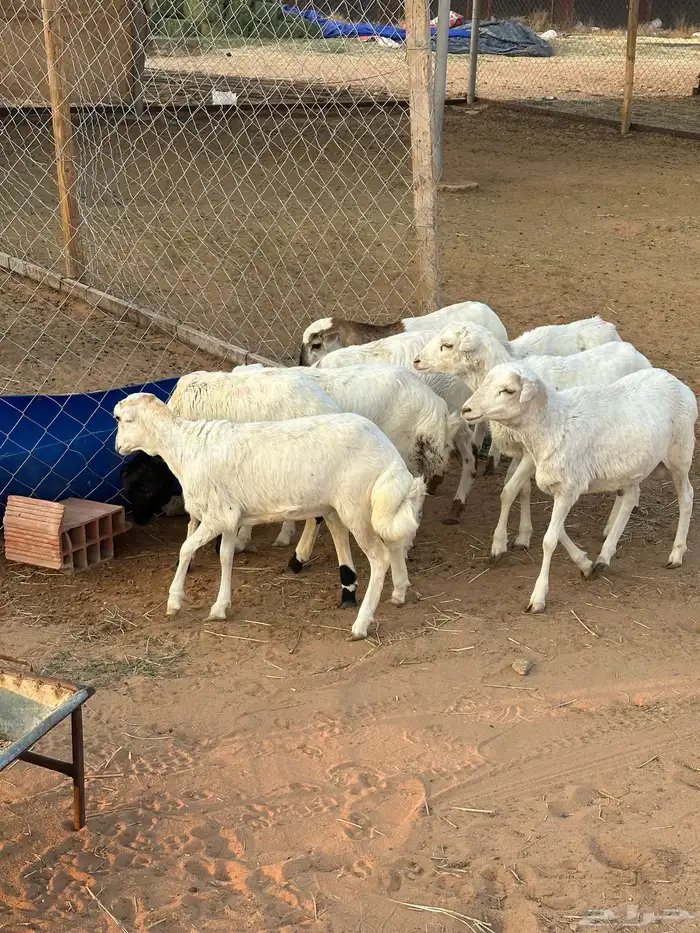 طليان جذعان نوع رفيدي 1