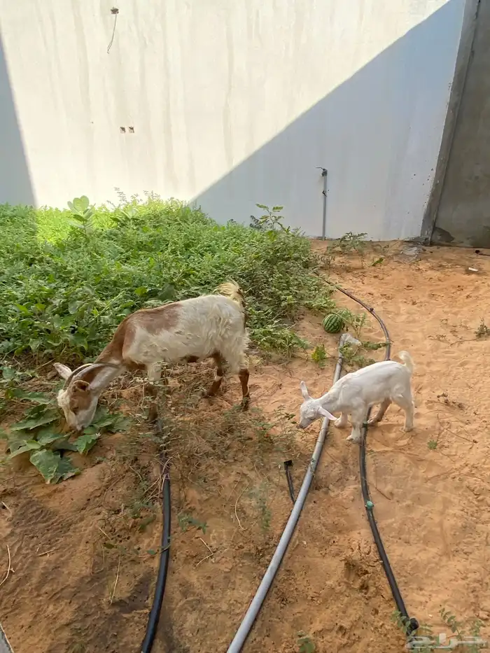 بيع غمر مع رخله 3