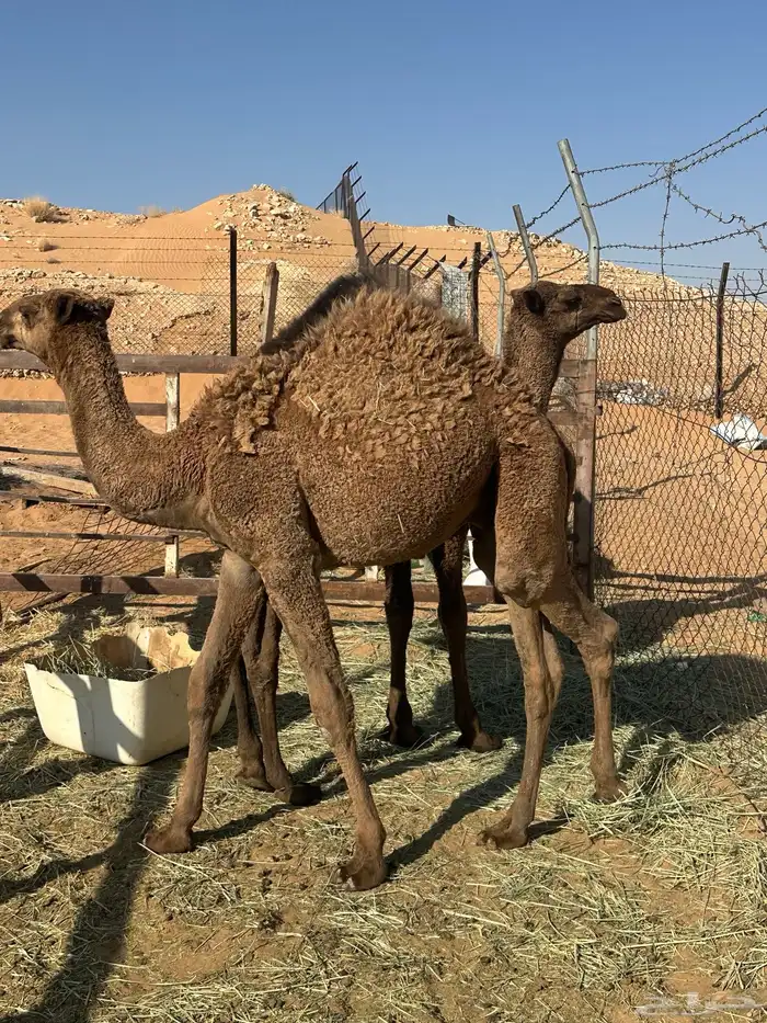 قعدان مفاريد 0