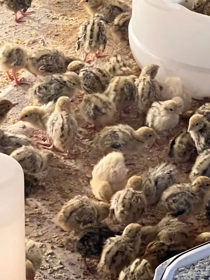 صيصان سمان جامبو اوروبي العمر اسبوع 1