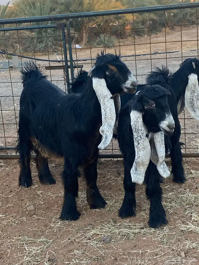 معزا عوارض جفار صنف تمم البيع 18