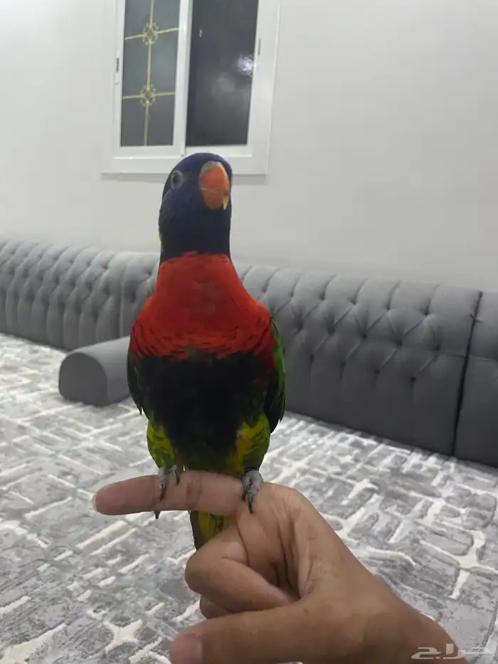 لوري متكلم بالوجه أليف 0