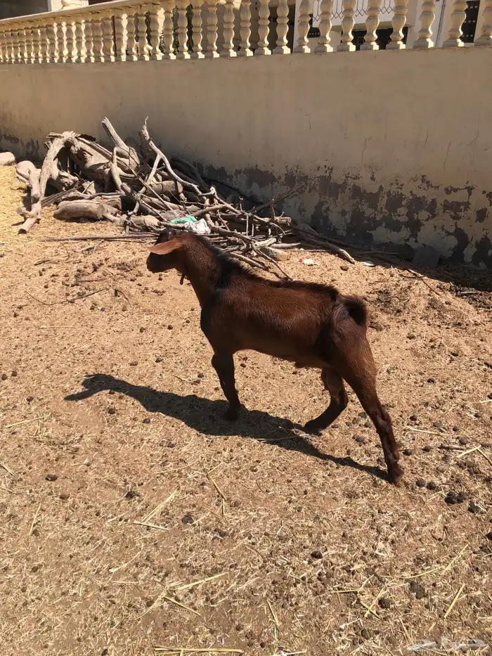 تيس جذع فحل حار 2