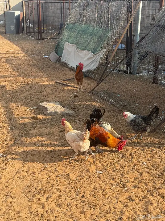 حمام فرنسي ودجاج بلد وبط 15