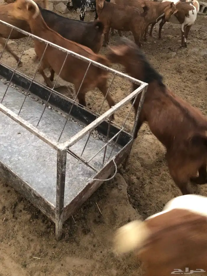 تيس جذع فحل حار 6