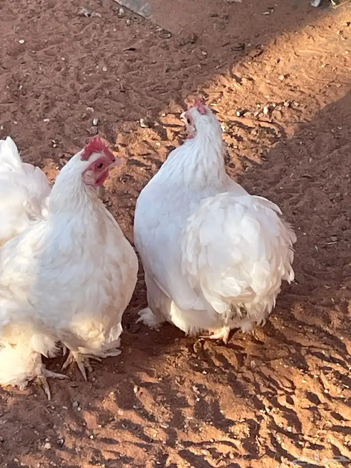 دجاج كوشن (تم البيع ) 3