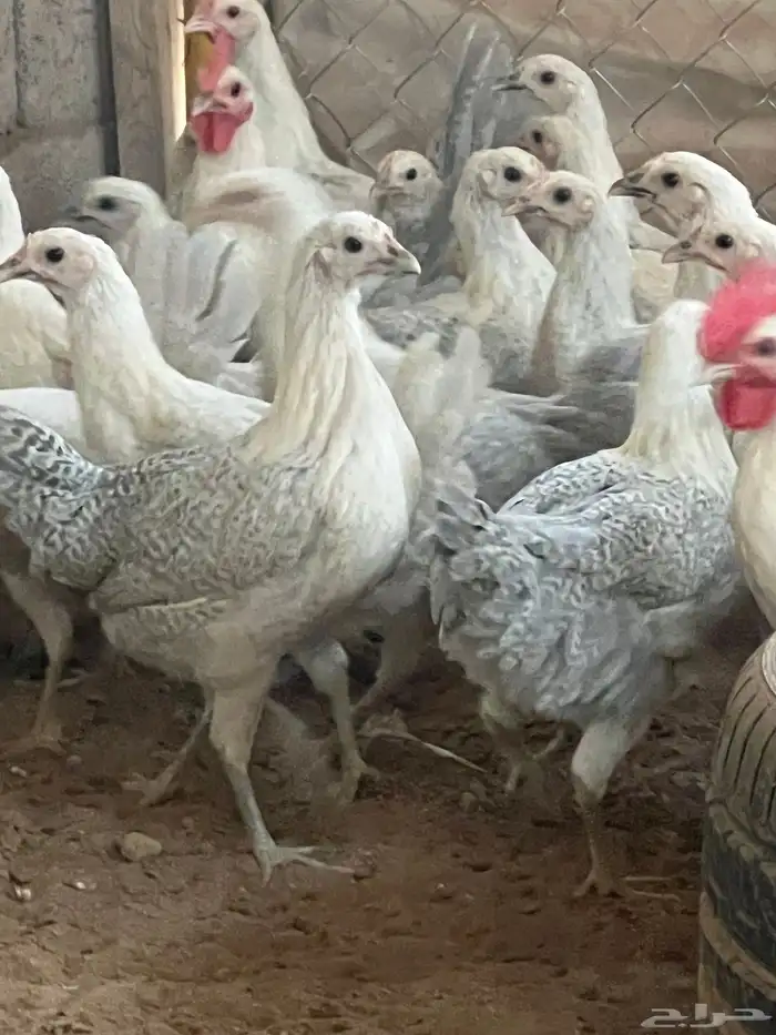 دجاج فيومي المنيوم العمر من خمس اشهر الى سته للمربين فقط 3