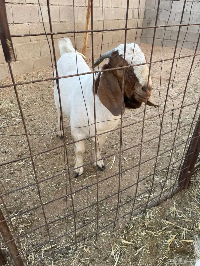 تيس بورقوت بيور اصل 7