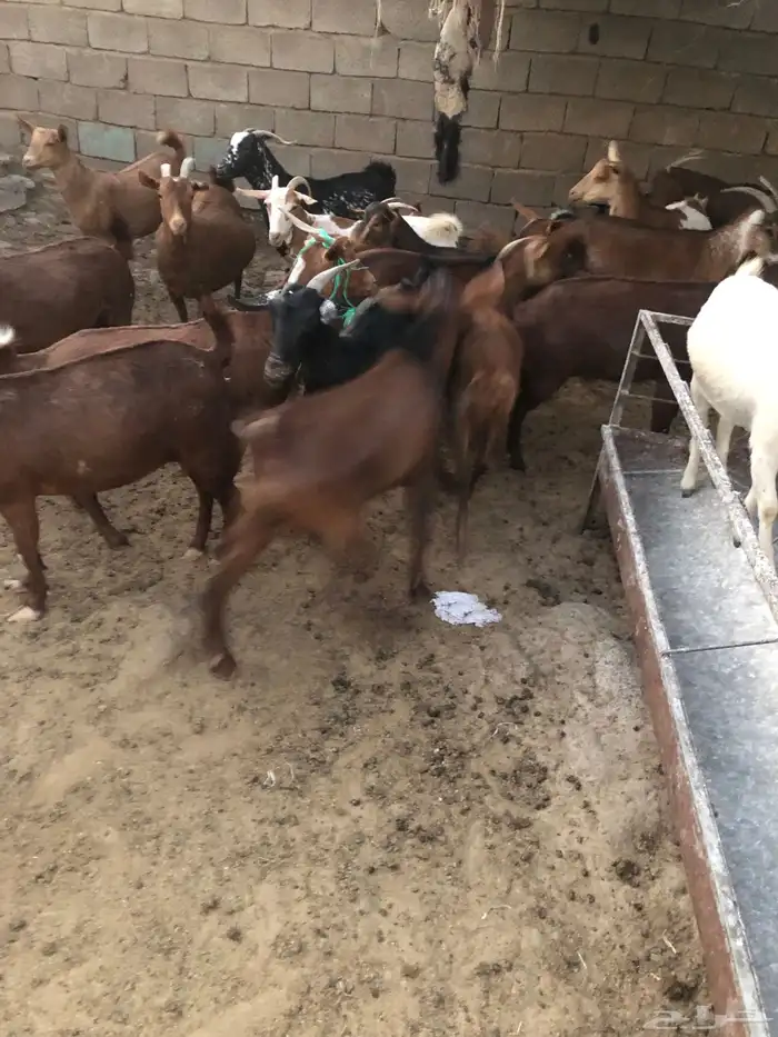 تيس جذع فحل حار 5