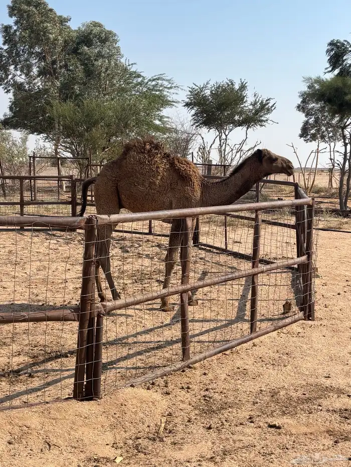 حاشي طيب فل شحم 0