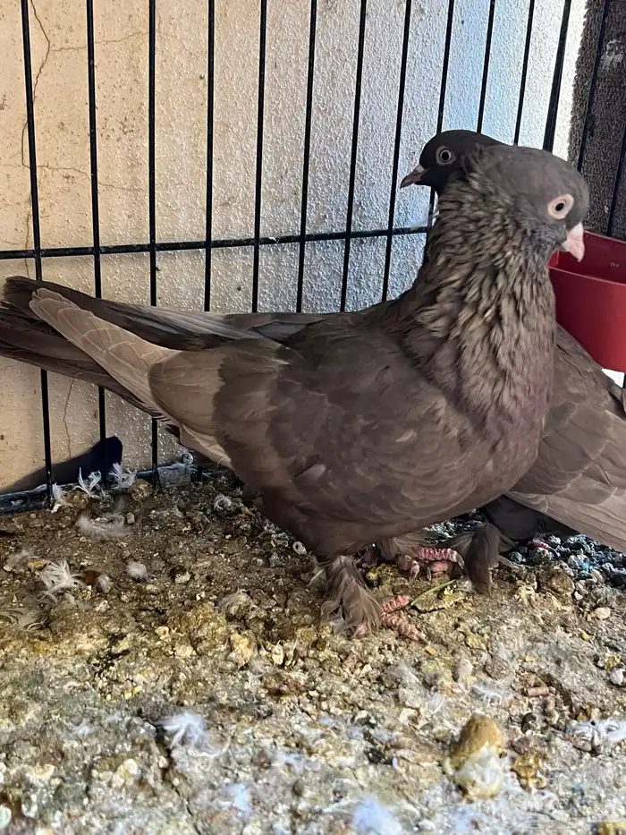 جوز حمام ايراني فارسي 4